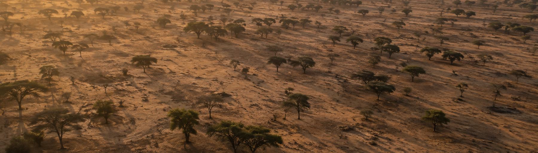 Savane sahélienne parsemée d'acacias
